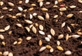 Grain seeds scattered on the soil for planting.AI Generated Royalty Free Stock Photo